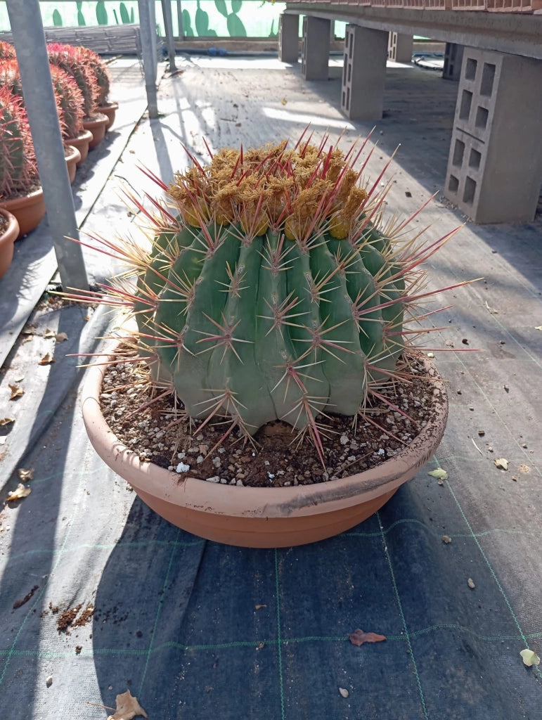 FEROCACTUS RECTISPINUS (CACTUS BARILE) CIOTOLA DM 50 CM