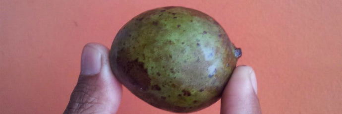 Kasturi Mango Plant Mangifera Casturi - Pianta di Frutto Frutta Foto Reali