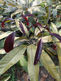 Kasturi Mango Plant Mangifera Casturi - Pianta di Frutto Frutta Foto Reali