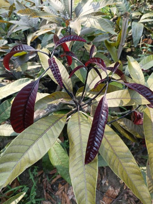 Kasturi Mango Plant Mangifera Casturi - Pianta di Frutto Frutta Foto Reali