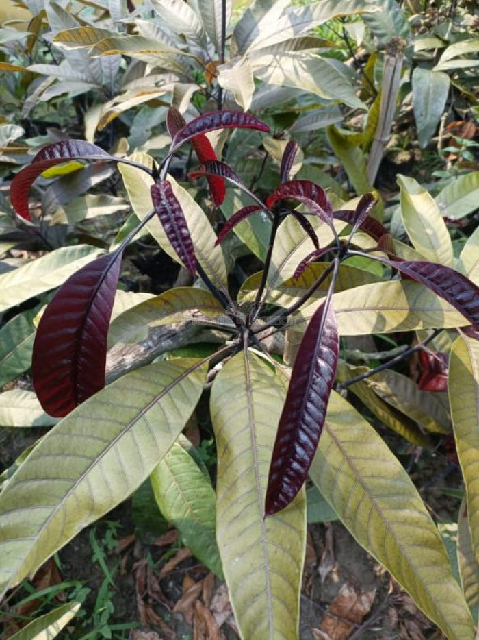 Kasturi Mango Plant Mangifera Casturi - Pianta di Frutto Frutta Foto Reali