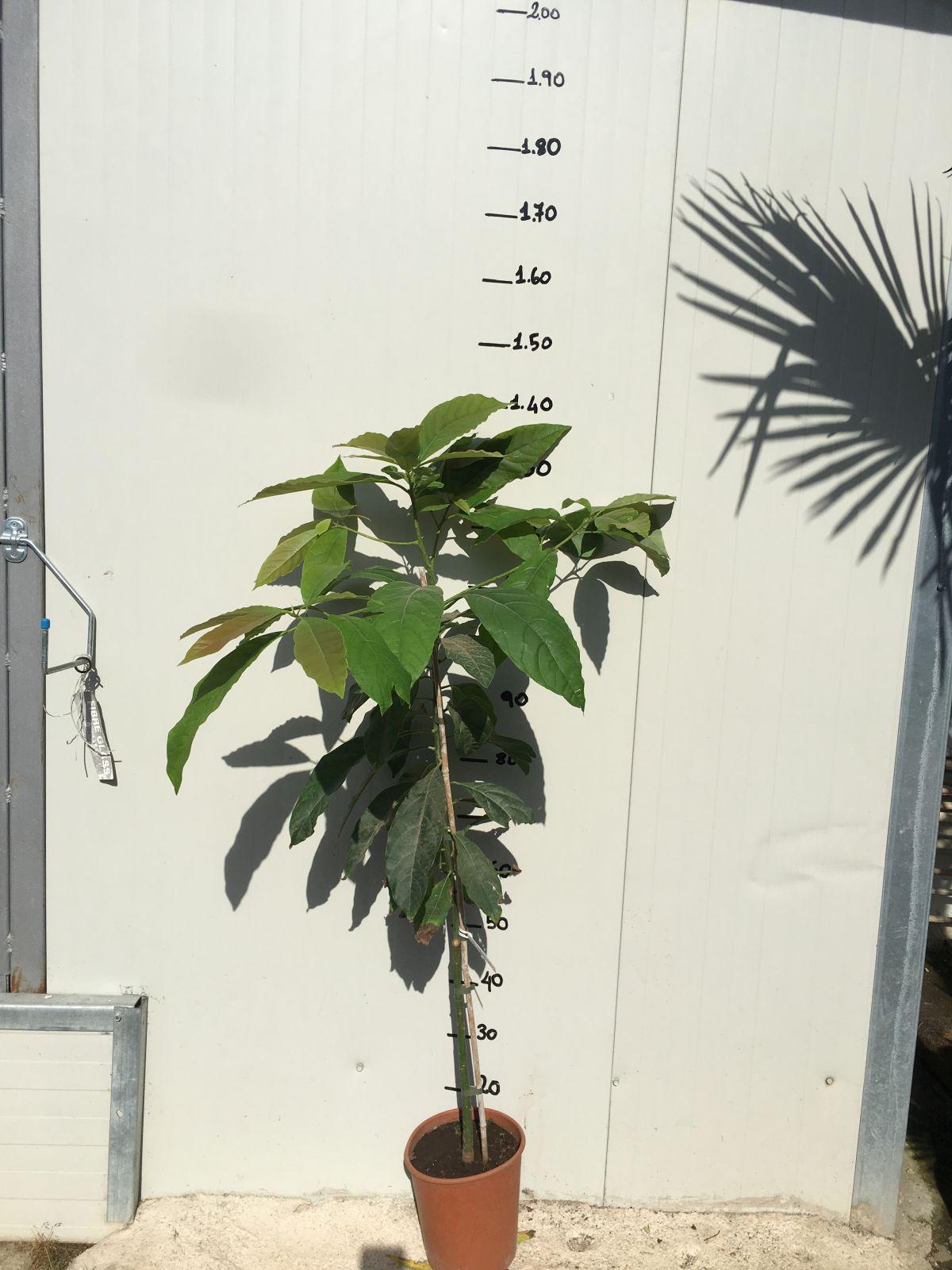 Kasturi Mango Plant Mangifera Casturi - Pianta di Frutto Frutta Foto Reali