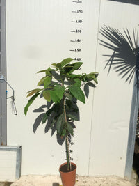 Kasturi Mango Plant Mangifera Casturi - Pianta di Frutto Frutta Foto Reali