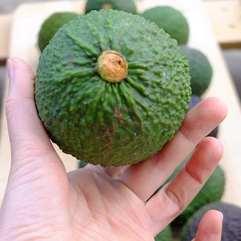 Avocado Orotava - Persea Americana Pianta da Frutto Frutta Foto Reali simil Hass