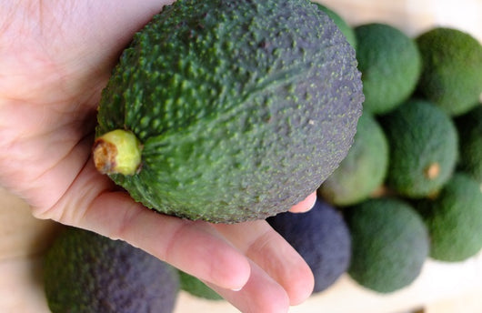 Avocado Orotava - Persea Americana Pianta da Frutto Frutta Foto Reali simil Hass