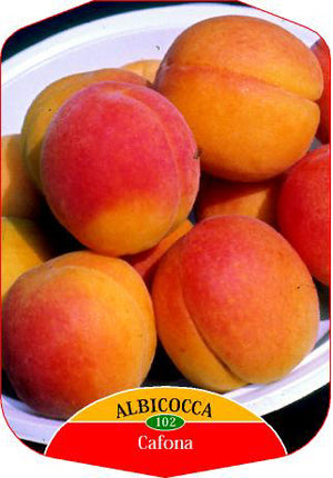 Albicocco CAFONA Prunus armeniaca (Rosaceae) Pianta da Frutto Frutta Foto Reali