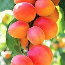 Albicocco CAFONA Prunus armeniaca (Rosaceae) Pianta da Frutto Frutta Foto Reali