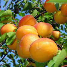 Albicocco CAFONA Prunus armeniaca (Rosaceae) Pianta da Frutto Frutta Foto Reali