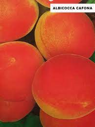 Albicocco CAFONA Prunus armeniaca (Rosaceae) Pianta da Frutto Frutta Foto Reali