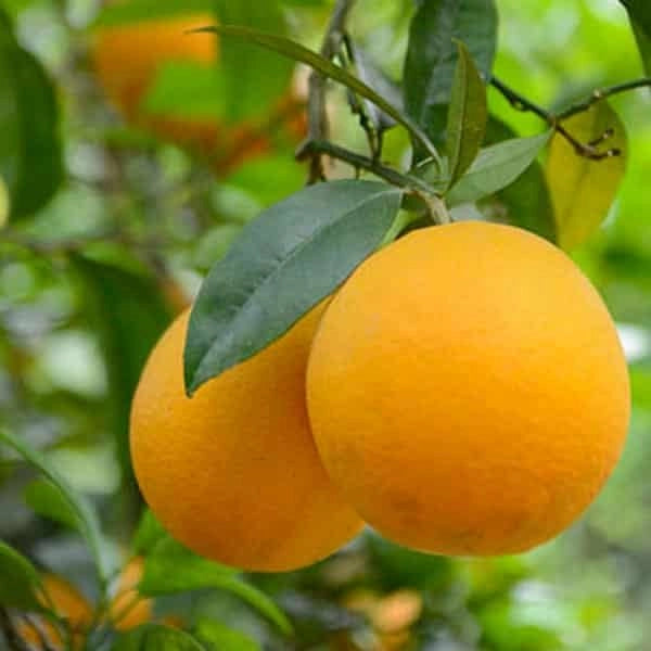 Pianta di Arancio Valencia foto reali di 2 anni