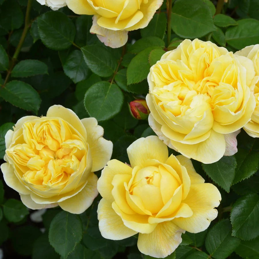 Gardenaria Rosa 'Charles Darwin' - Rosa da giardino Altezza: 40/50 cm (vaso20)