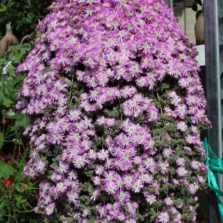 Pianta di Barba di Giove ricadente grassa fiori rosa strisciante in vaso 14 cm AMDGarden