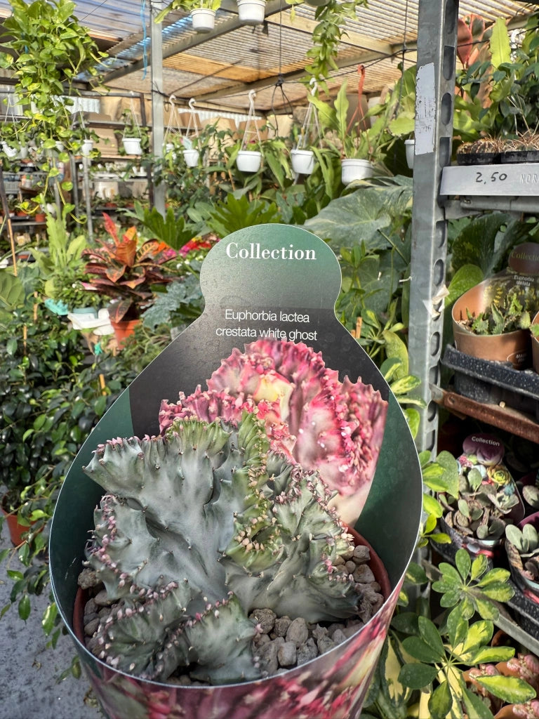 Pianta di euphorbia lactea crestata white ghost succulenta(pianta grassa)vaso 8