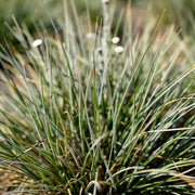 Gardenaria Sesleria autumnalis - Graminacea ornamentale da esterno Altezza: 40 cm (vaso 17)