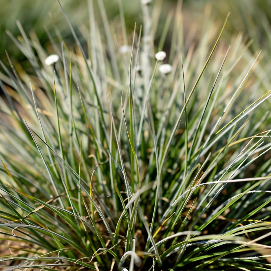Gardenaria Sesleria autumnalis - Graminacea ornamentale da esterno Altezza: 40 cm (vaso 17)