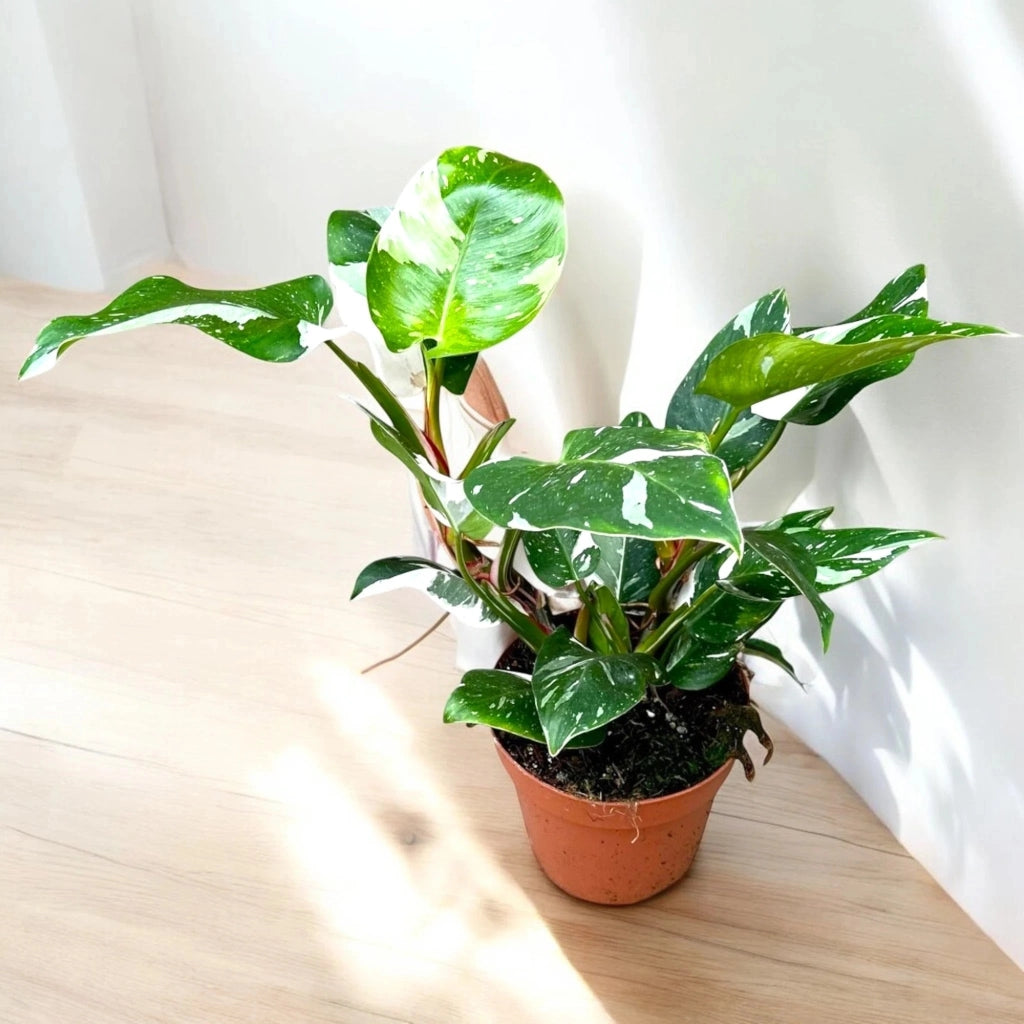 Gardenaria Philodendron white Princess - Pianta da interno ornamentale Altezza: 30 cm (vaso 12)