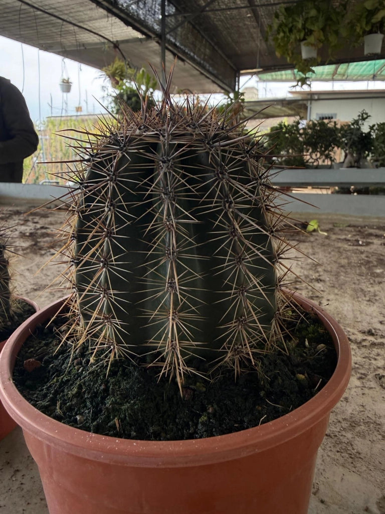 Cactus Saguaro (Carnegiea gigantea) in vaso 17 cm