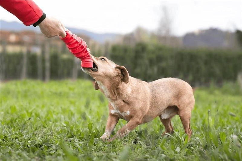 BAMA GIOCO PER CANI TIRA & MOLLA STIMOLA L’ATTIVAZIONE MENTALE DEL CANE CM D.8X25 GALLEGGIA E RIMBALZA COLORI ASSORTITI