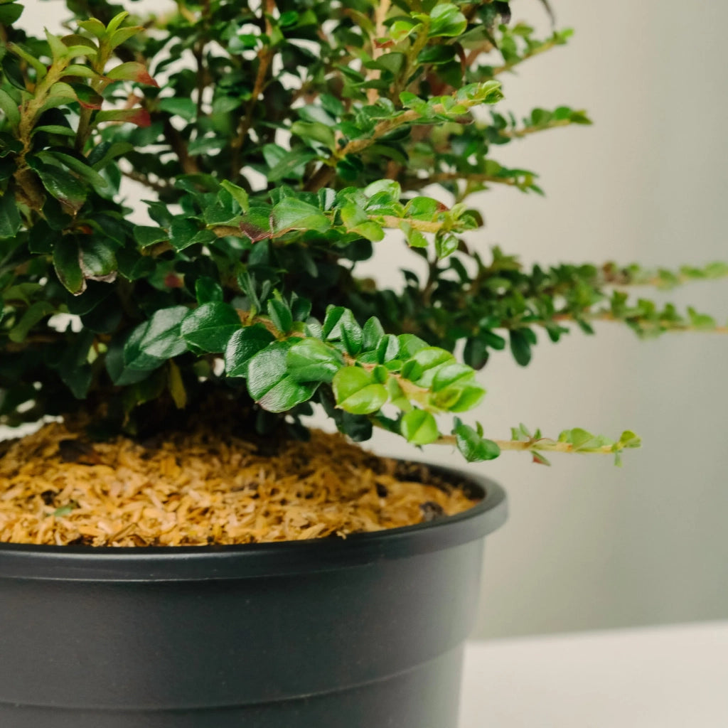 Cotoneaster horizontalis vaso 17 cm – Arbusto ornamentale tappezzante
