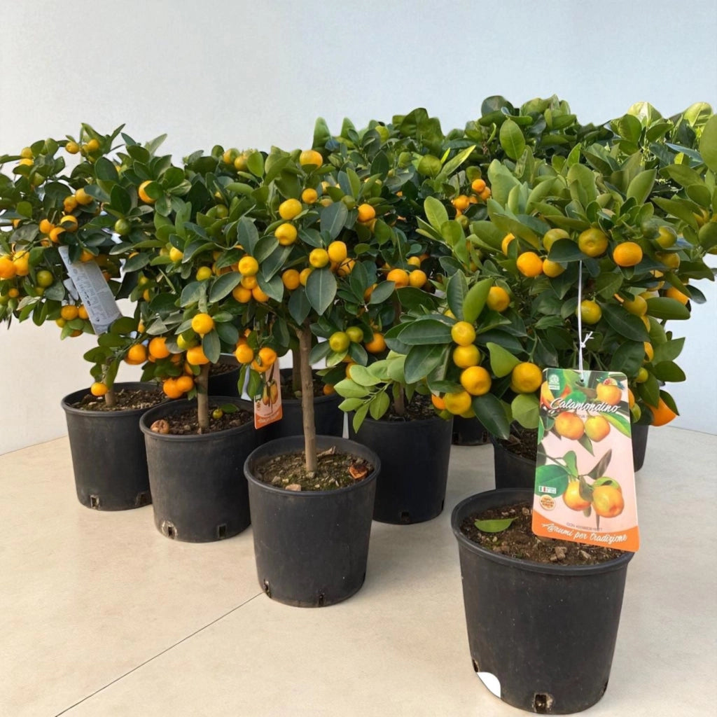 Gardenaria Calamondino - Citrus × microcarpa - Pianta di agrume da frutto in vaso Altezza: 160 cm (vaso 35)