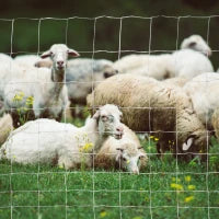 Rotolo di Rete per Recinzione Metallica Zincata da 26.1m, Altezza 1.2m, Argento