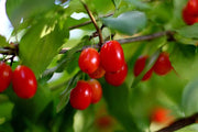 Pianta di Cornaiolo (cornus mas) foto reali H 110 cm foto reali