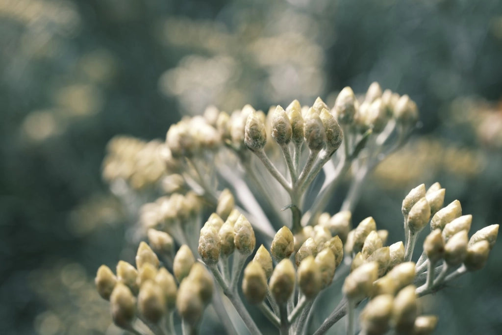 HELICHRYSUM ITALICUM CESP.25