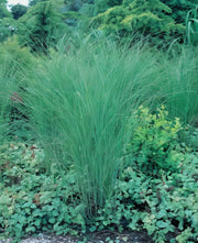 Gardenaria Miscanthus sinensis 'Gracillimus' - Graminacea ornamentale da esterno Altezza: 60 cm (vaso 17)