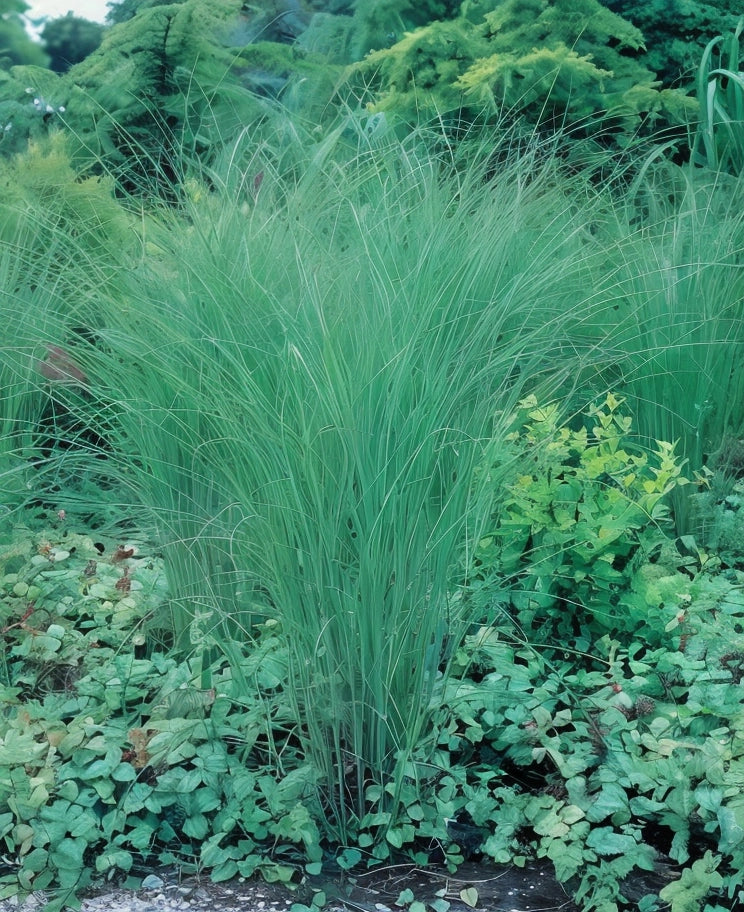 Gardenaria Miscanthus sinensis 'Gracillimus' - Graminacea ornamentale da esterno Altezza: 60 cm (vaso 17)