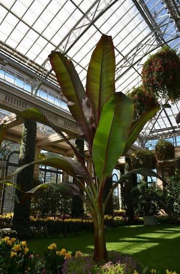 ENSETE VENTRICOSUM MAURELII VASO 55
