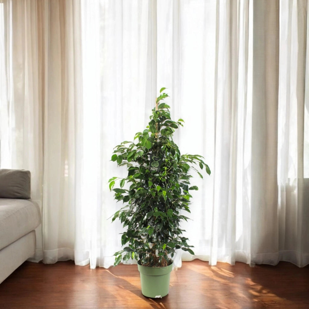 Gardenaria Ficus benjamina 'Danielle' - Pianta da interno ornamentale Altezza: 100 cm (vaso 21)