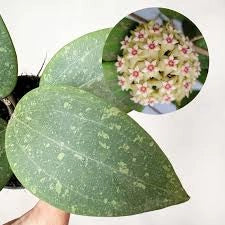 Hoya wibergiae – Pianta tropicale compatta da collezione vaso 6 cm