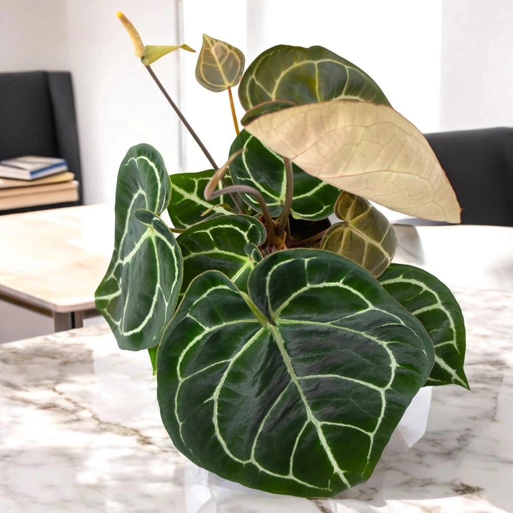 Gardenaria Anthurium 'Crystallinum' - Pianta da interno ornamentale Altezza: 30 cm (vaso 12)
