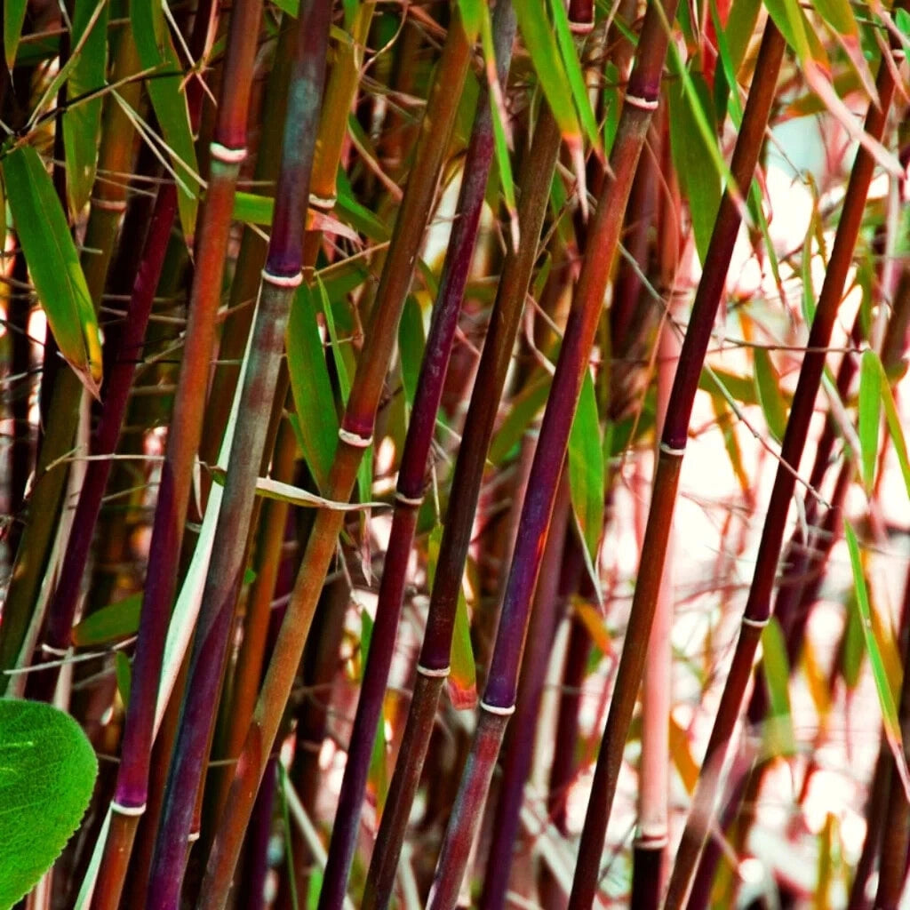 Pianta Bambù Rosso canna rossa Fargesia Red Dragon in vaso 18 cm AMDGarden