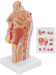 Modello Anatomico di Testa di Cervo - Modello di Coda - Modello di Bocca - PVC - Sostenibile - Display di Presentazione