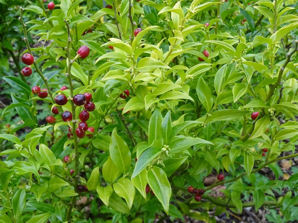 Gardenaria Sarcococca ruscifolia - Arbusto ornamentale da giardino Altezza: 50/70 cm (vaso19)