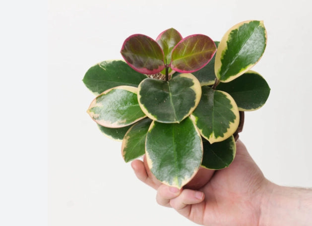 HOYA AUSTRALIS BLONDIE TOEF