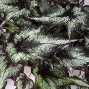 Gardenaria Begonia rex 'Green Valley' - Pianta da interno ornamentale Altezza: 25 cm (vaso 13)