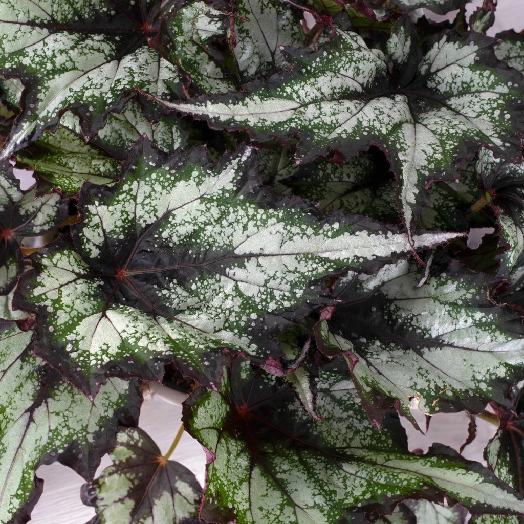 Gardenaria Begonia rex 'Green Valley' - Pianta da interno ornamentale Altezza: 25 cm (vaso 13)