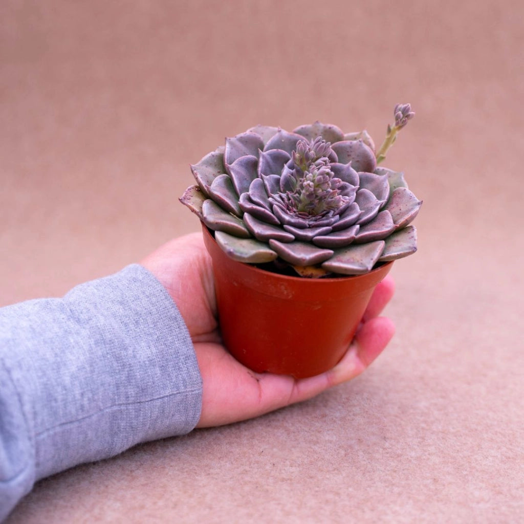 Graptopetalum Vaso 8 – Pianta Grassa Ornamentale da Collezione