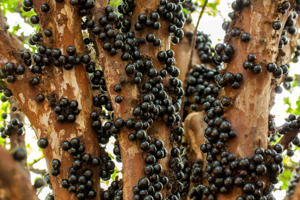 Pianta di MYRCIARIA Cauliflora o JABUTICABA  vaso 18cm foto reali piante tropicali