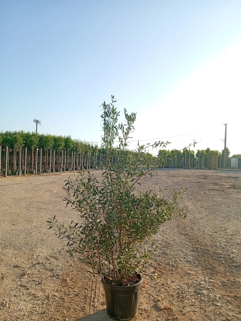 OLEA EUROPAEA CESP.40 CIPRESSINO