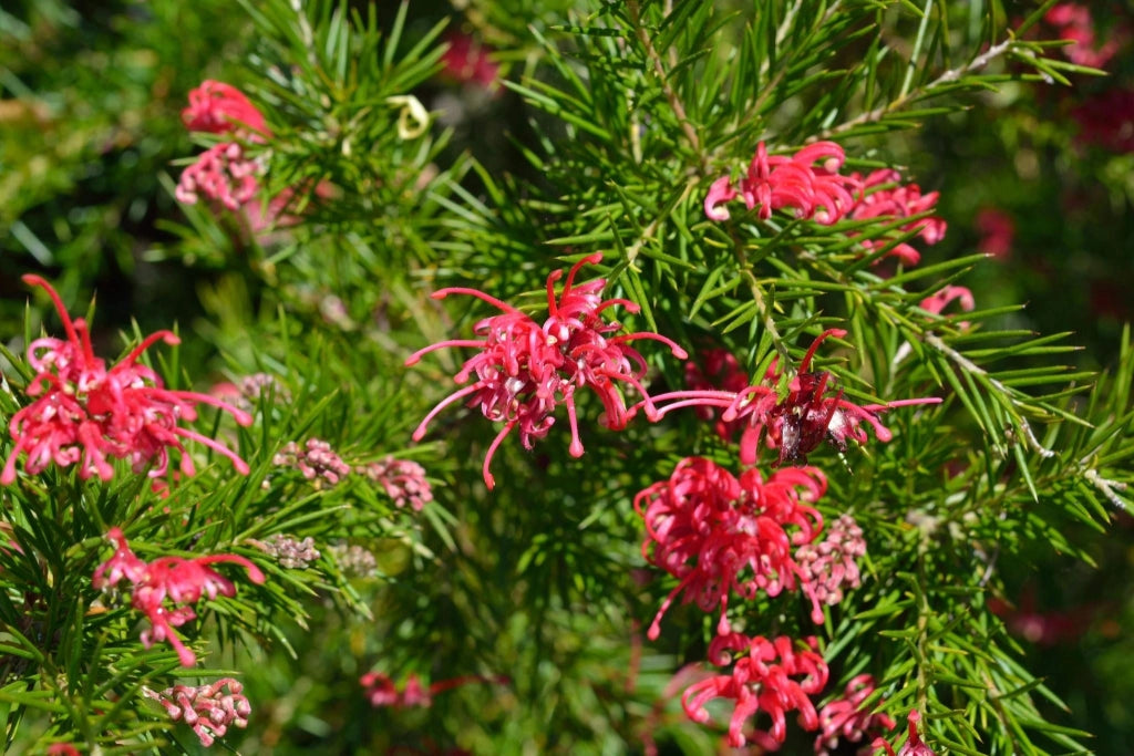 GREVILLEA JOHNSONII VASO 24
