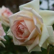MEILLAND Rosa Prince Jardinier rifiorente profumata fiore grande elegante