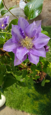 Pianta Clematis boulevard H 70cm Colore: Bianco