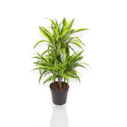 Gardenaria Dracaena fragrans 'Lemon Lime' - Pianta da interno ornamentale Altezza: 130/140 cm (vaso 22)