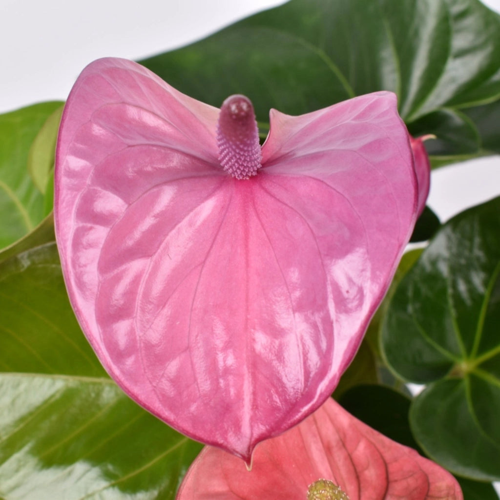 Gardenaria Anthurium andreanum 'Cavalli' - Pianta da interno ornamentale Altezza: 50 cm (vaso 14)