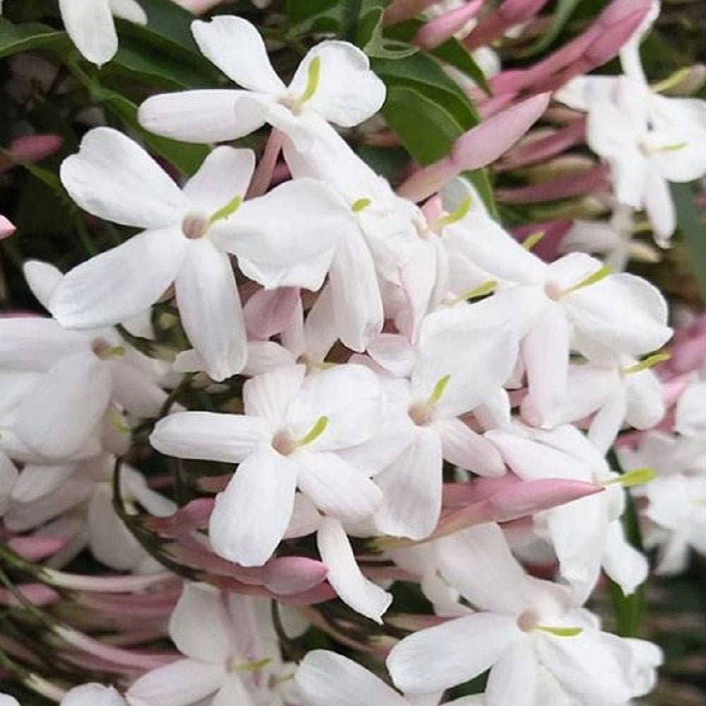 Pianta di GELSOMINO POLIANTA Rampicante OFFICINALE PROFUMATO vaso 17 cm AMDGarden