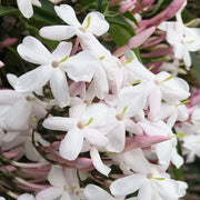 Pianta di GELSOMINO POLIANTA Rampicante OFFICINALE PROFUMATO vaso 17 cm AMDGarden