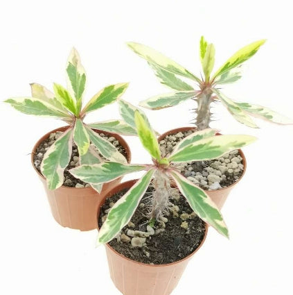 Euphorbia milii variegata  spina di cristo variegata vaso 24 foto reali